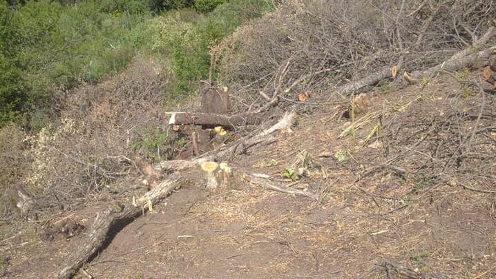Более тысячи деревьев вырублено в курортной зоне Амирсой